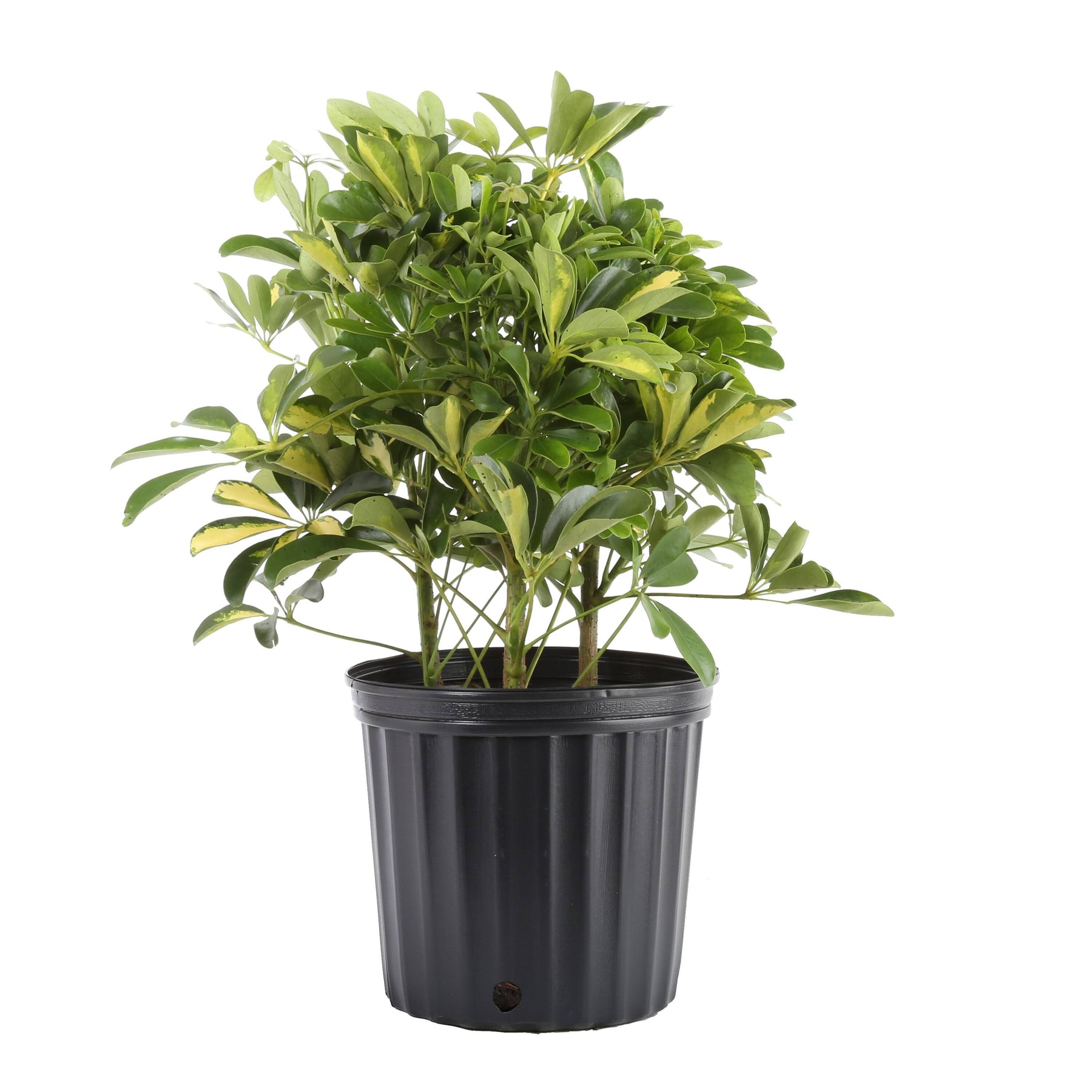 Lowe's Schefflera in 1.5-Gallon (S) Pot | Nursery